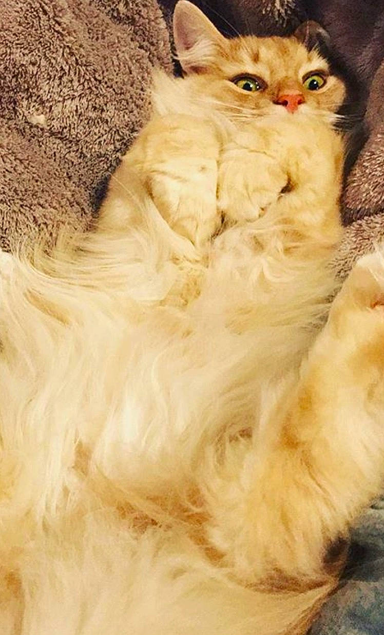 Léon a rejoint le concours — aidez-le/la à gagner de superbes lots ! asian_semi_longhair, british_longhair, british_semi_longhair, carnivore, cat, domestic_long_haired_cat, fawn, felidae, fur, kitten, laperm, mammal, norwegian_forest_cat, persian, ragamuffin, ragdoll, small_to_medium_sized_cats, tail, turkish_angora, whiskers