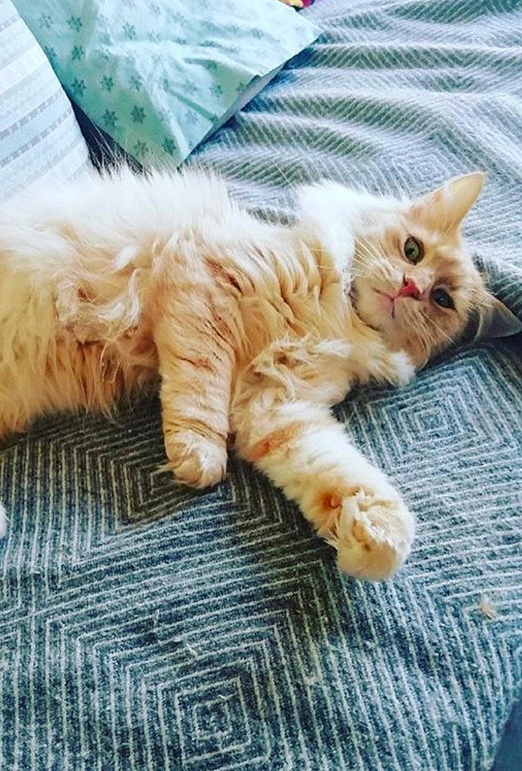 Léon participe au concours pour gagner de l'argent avec cette photo : british_semi_longhair, carnivore, cat, claw, domestic_long_haired_cat, european_shorthair, felidae, fur, kitten, maine_coon, mammal, norwegian_forest_cat, nose, persian, ragamuffin, siberian, small_to_medium_sized_cats, tabby_cat, turkish_angora, whiskers