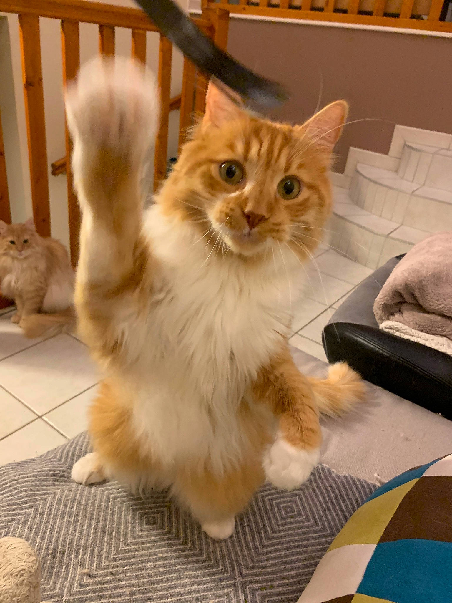 Guri a rejoint le concours — aidez-le/la à gagner de superbes lots ! aegean_cat, asian, asian_semi_longhair, british_semi_longhair, carnivore, cat, domestic_long_haired_cat, fawn, felidae, kitten, maine_coon, mammal, napoleon_cat, norwegian_forest_cat, ragamuffin, small_to_medium_sized_cats, tail, turkish_angora, vertebrate, whiskers