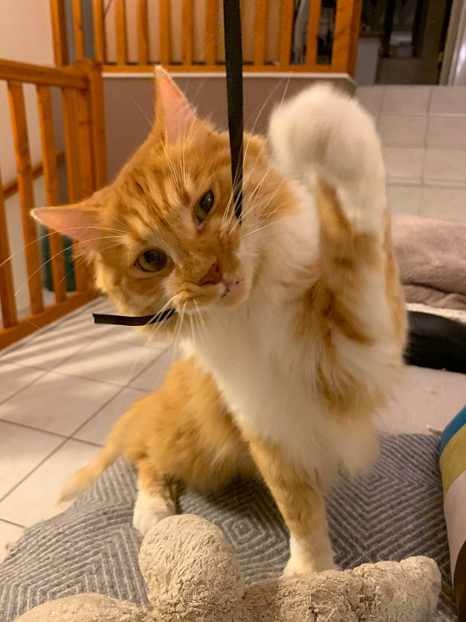 Guri participe au concours pour gagner de l'argent avec cette photo : aegean_cat, asian, asian_semi_longhair, carnivore, cat, claw, domestic_short_haired_cat, european_shorthair, fawn, felidae, kitten, mammal, munchkin, ojos_azules, paw, small_to_medium_sized_cats, tabby_cat, tail, vertebrate, whiskers