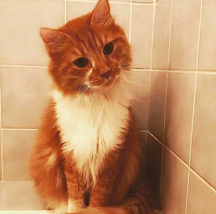 Guri participe au concours pour gagner de l'argent avec cette photo : aegean_cat, british_semi_longhair, carnivore, cat, cymric, domestic_long_haired_cat, domestic_short_haired_cat, european_shorthair, eye, fawn, felidae, fur, kitten, maine_coon, mammal, ragamuffin, small_to_medium_sized_cats, snout, tail, whiskers