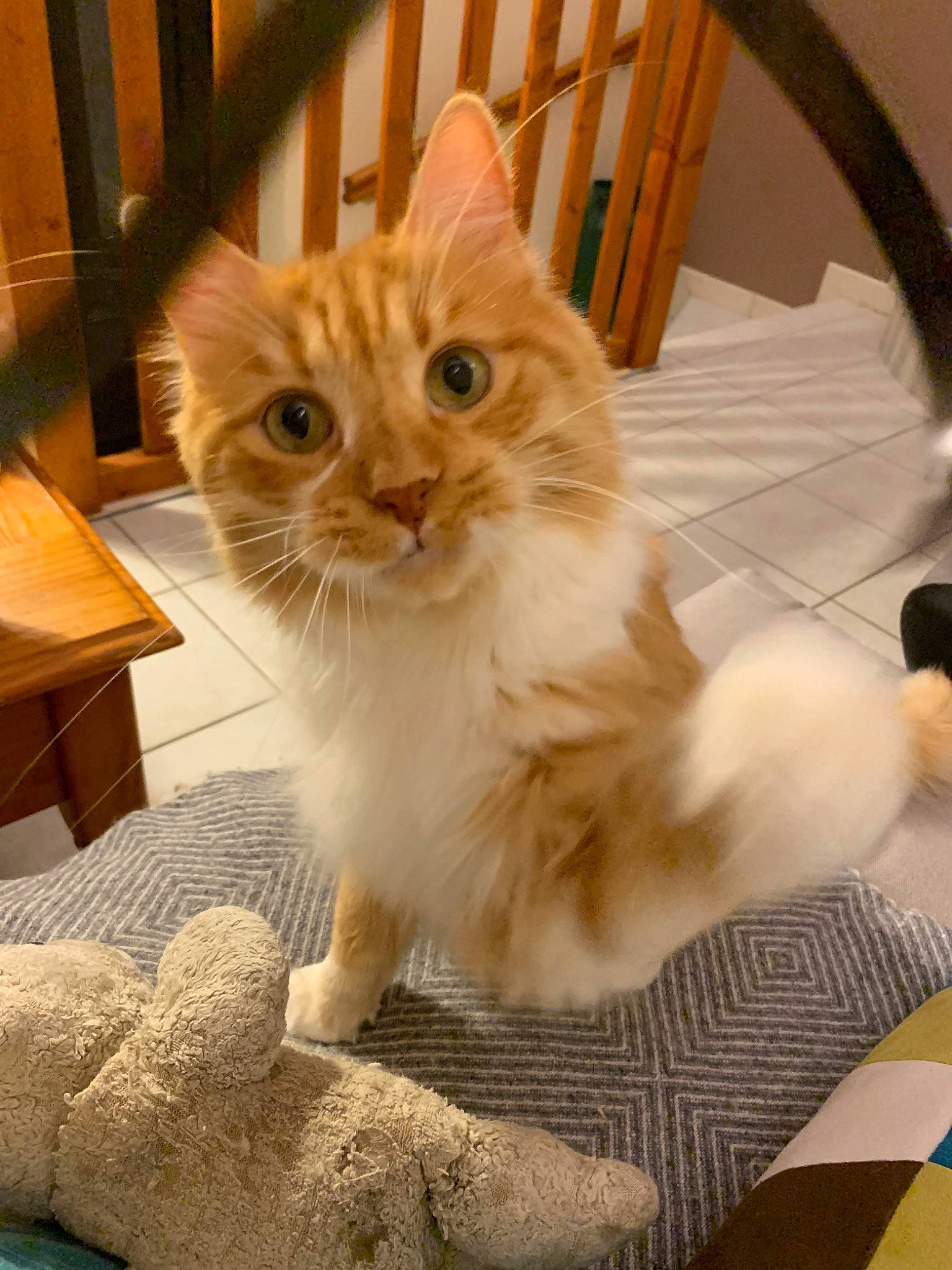 Guri participe au concours pour gagner de l'argent avec cette photo : american_curl, asian, asian_semi_longhair, british_semi_longhair, carnivore, cat, domestic_long_haired_cat, fawn, felidae, kitten, maine_coon, mammal, munchkin, norwegian_forest_cat, persian, ragamuffin, ragdoll, small_to_medium_sized_cats, vertebrate, whiskers