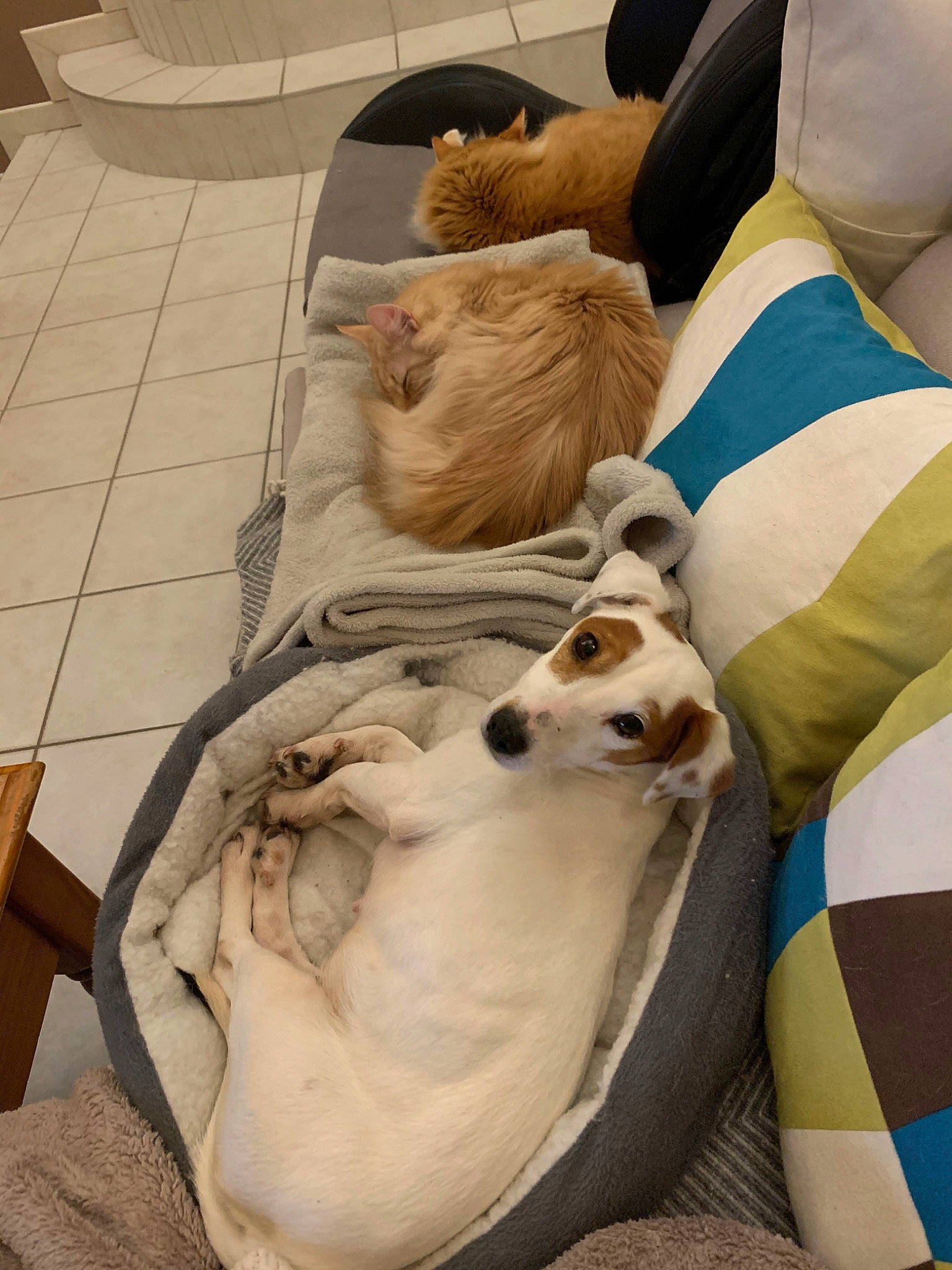 Joke participe au concours pour gagner de l'argent avec cette photo : canidae, carnivore, companion_dog, dog, dog_breed, galgo_espanol, jack_russell_terrier, lurcher, saluki, whippet