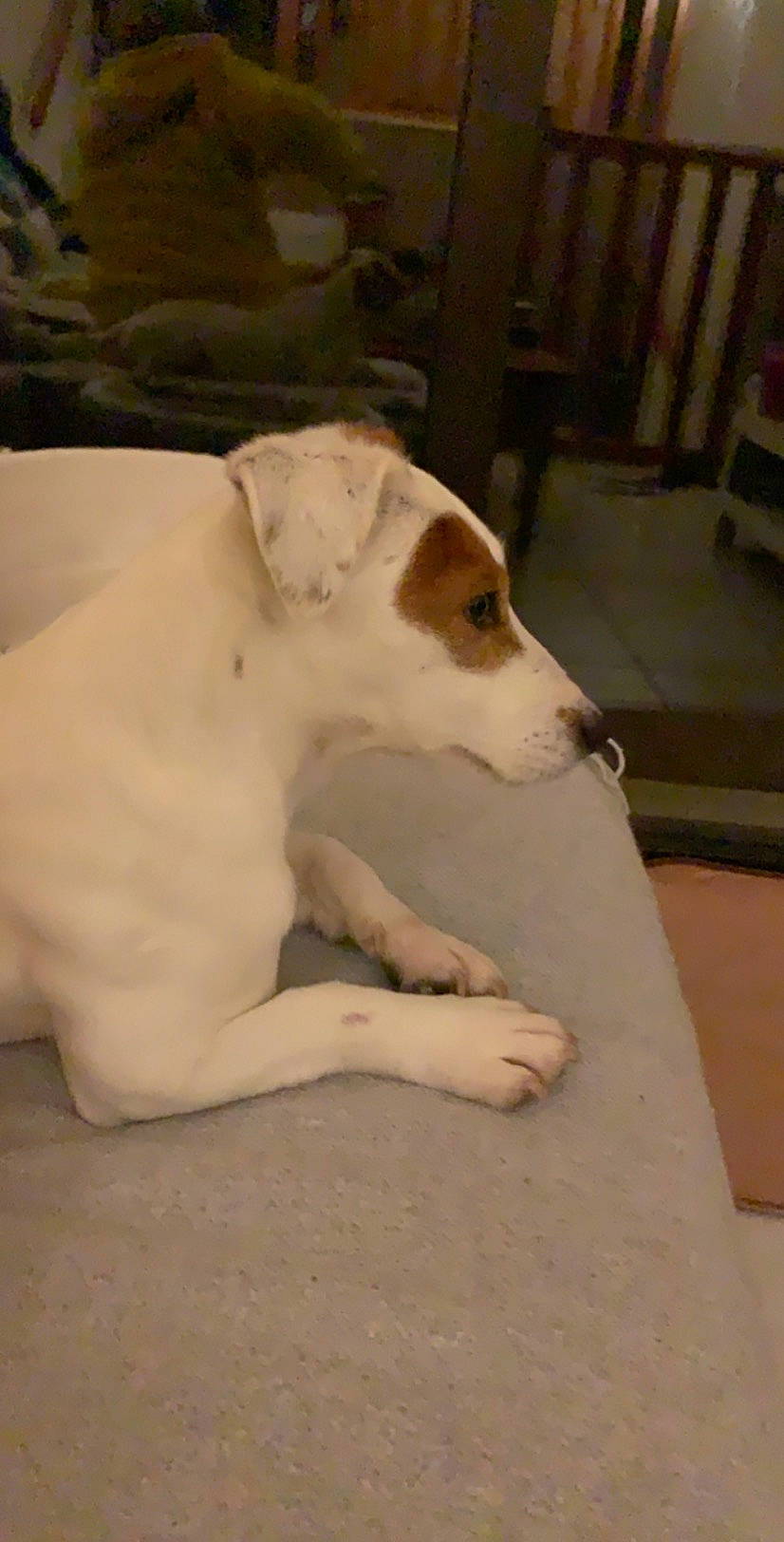 Joke a rejoint le concours — aidez-le/la à gagner de superbes lots ! canidae, carnivore, dog, dog_breed, dogo_guatemalteco, jack_russell_terrier, mammal, parson_russell_terrier, russell_terrier, sporting_group, street_dog