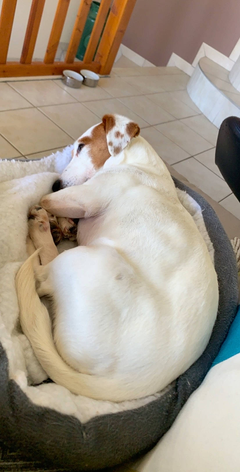 Joke participe au concours pour gagner de l'argent avec cette photo : canidae, carnivore, companion_dog, dog, dog_breed, fawn, jack_russell_terrier, parson_russell_terrier, puppy, russell_terrier, sporting_group