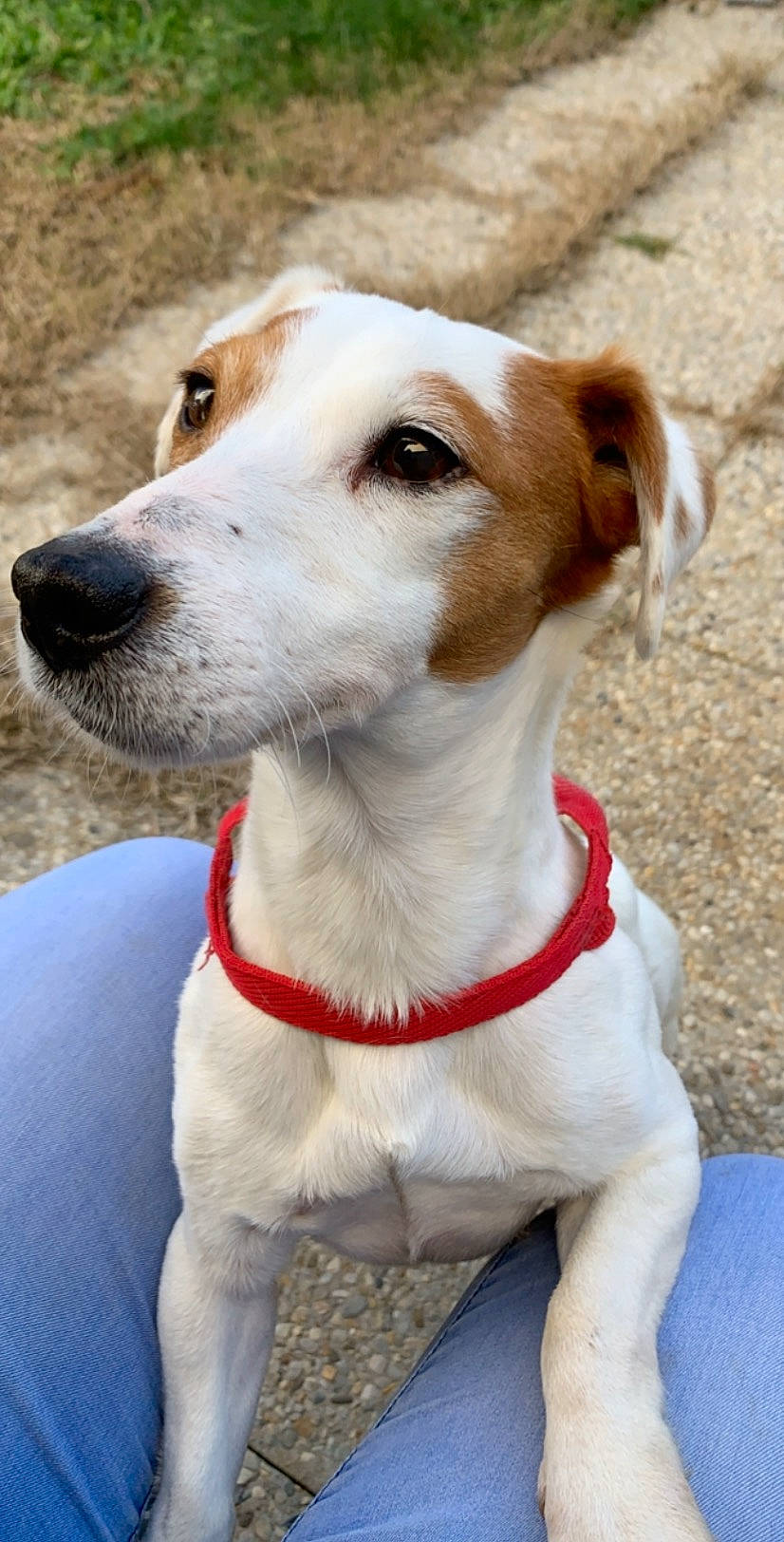 Joke participe au concours pour gagner de l'argent avec cette photo : canidae, carnivore, collar, companion_dog, dog, dog_breed, dog_collar, fawn, feist, jack_russell_terrier, mammal, rare_breed_dog, russell_terrier, snout, sporting_group, vertebrate