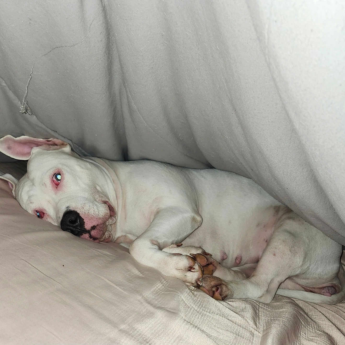 Julsie Marie is registered to the contest to win money with this photo: animal, bed, blanket, canine, comfort, cozy, cute, dog, ears, face, fur, indoor, lying_down, nap, paw, pet, relaxed, resting, sleeping, white_dog