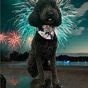 Roscoeking joined the competition — help win amazing prizes! accessories, animal, beach, canine, coast, dog, face, fireworks, head, nature, night, outdoors, person, pet, photography, portrait, puppy, sea, shoreline, water