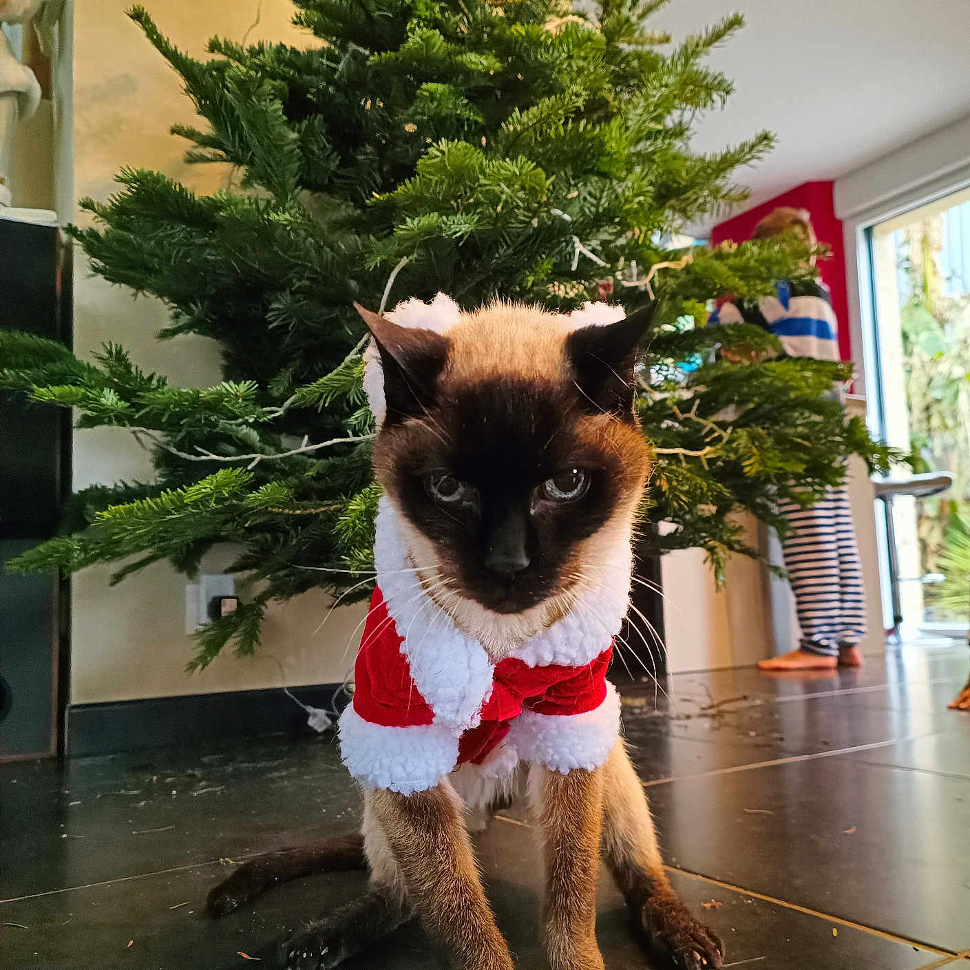 Shoeï participe au concours pour gagner de l'argent avec cette photo : animal, blurred_background, cat, christmas_tree, decorations, ears, festive, floor, fur, holiday, home, indoor, living_room, pajamas, person, pet, santa_outfit, siamese_cat, tail, whiskers