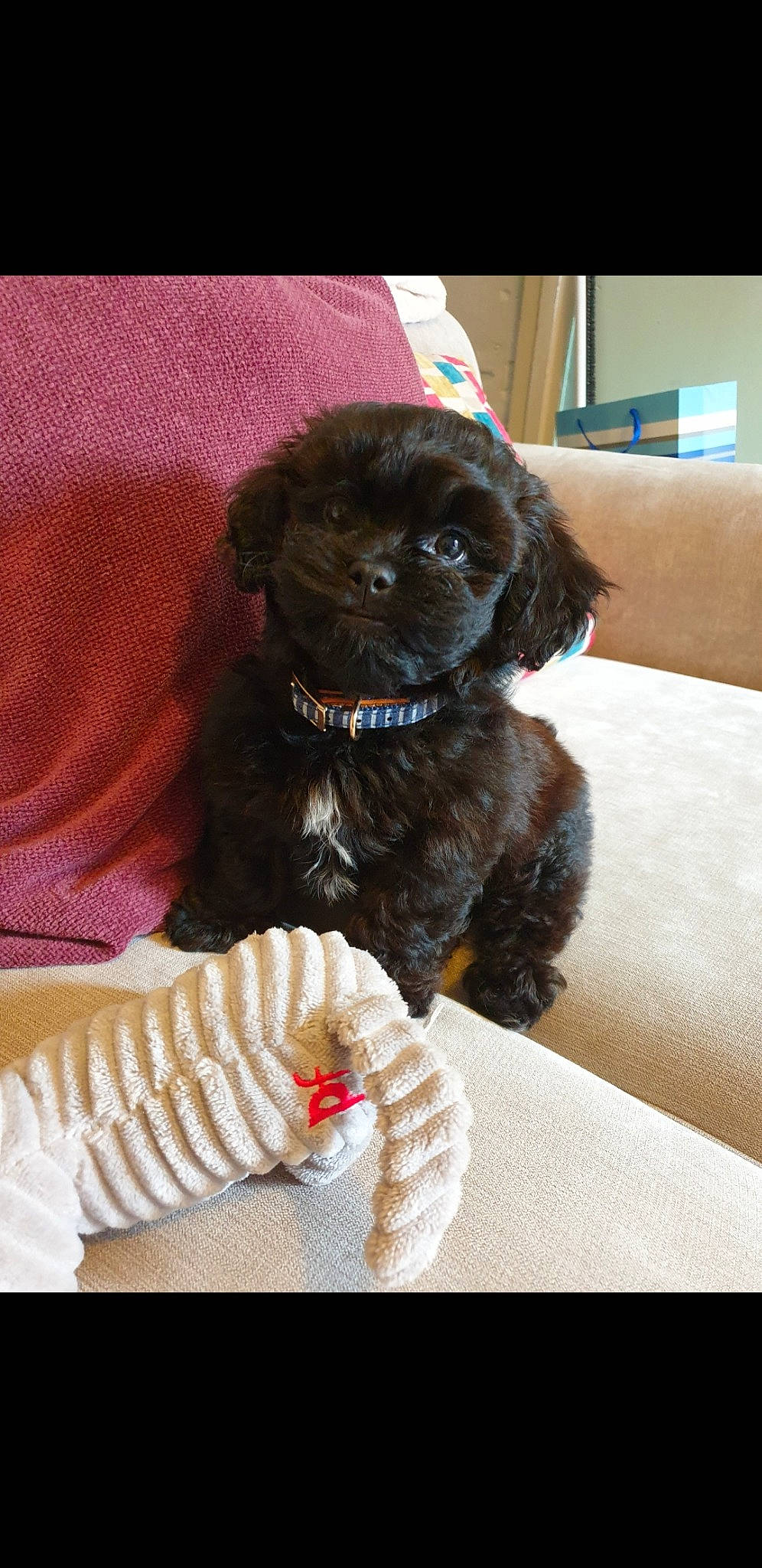 Button joined the competition — help win amazing prizes! bolonka, canidae, carnivore, cavapoo, chinese_imperial_dog, cockapoo, companion_dog, dog, dog_breed, maltepoo, mammal, pekapoo, poodle_crossbreed, puppy, schnoodle, shih_poo, shih_tzu, toy_poodle, vertebrate, yorkipoo