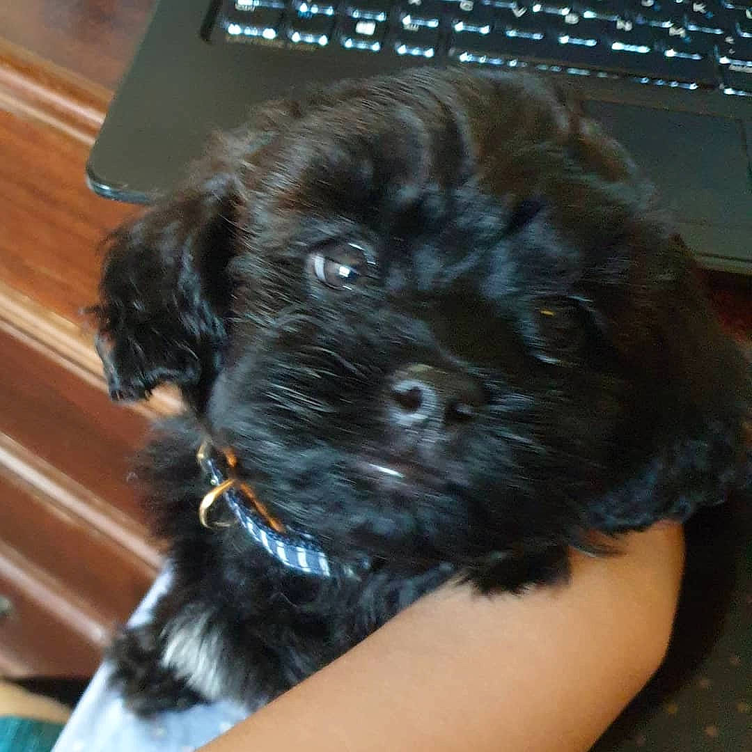 Button joined the competition — help win amazing prizes! affenpinscher, bolonka, canidae, carnivore, cavapoo, cockapoo, companion_dog, dog, dog_breed, lhasa_apso, maltepoo, mammal, pekapoo, puppy, schnoodle, shih_poo, shih_tzu, sporting_group, vertebrate, yorkipoo