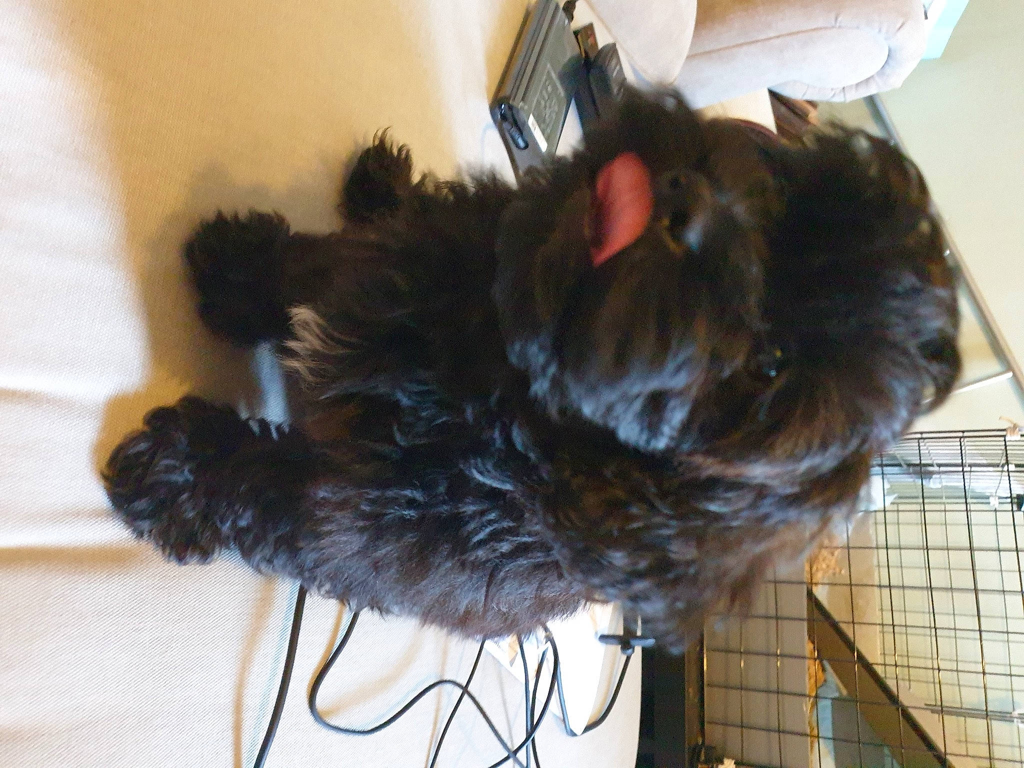 Button is registered to the contest to win money with this photo: canidae, carnivore, cat, ear, felidae, fur, small_to_medium_sized_cats, tail, terrier