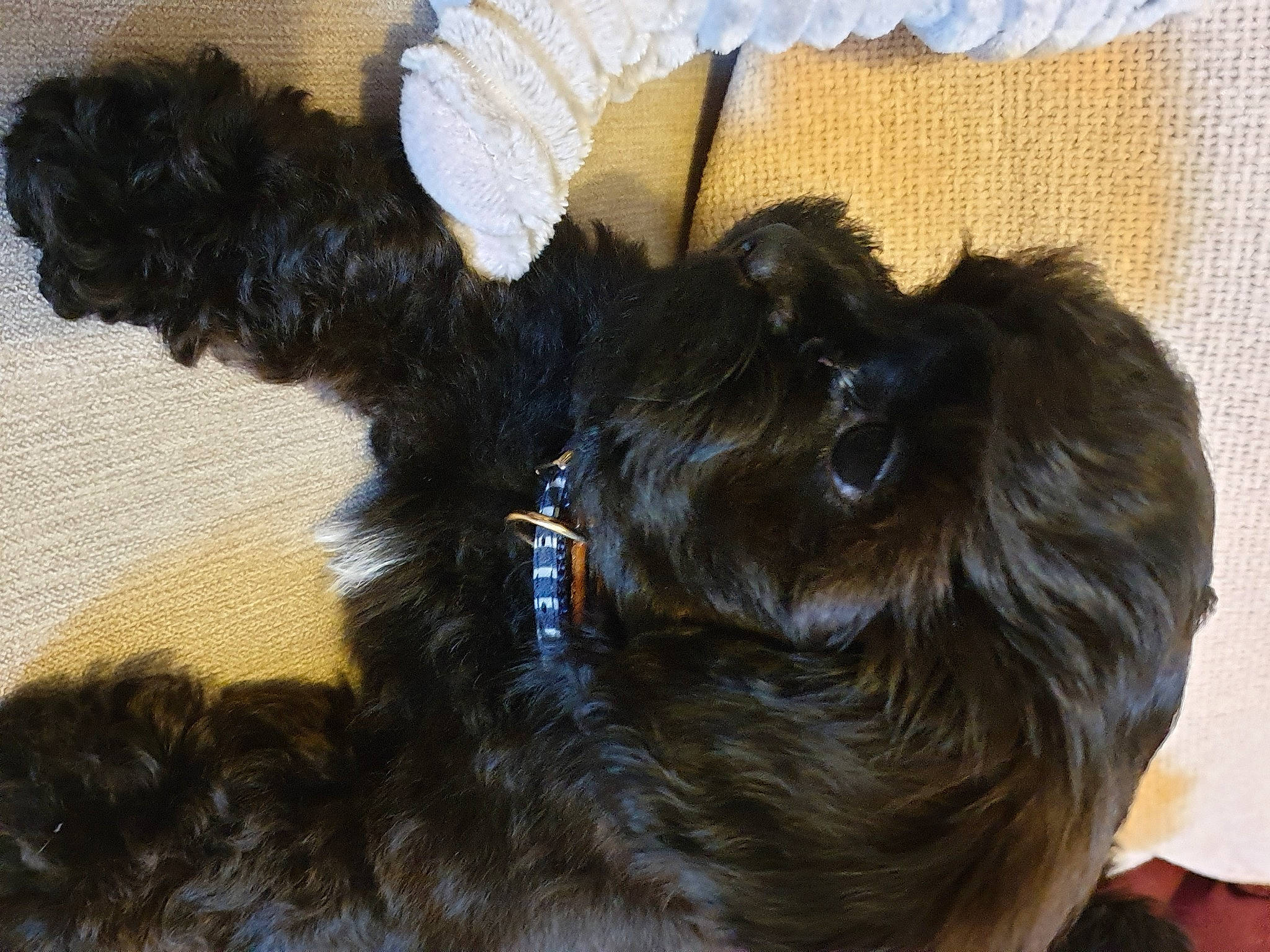 Button is registered to the contest to win money with this photo: affenpinscher, bolonka, canidae, carnivore, dog, dog_breed, ear, fur, hair, sporting_group, terrier