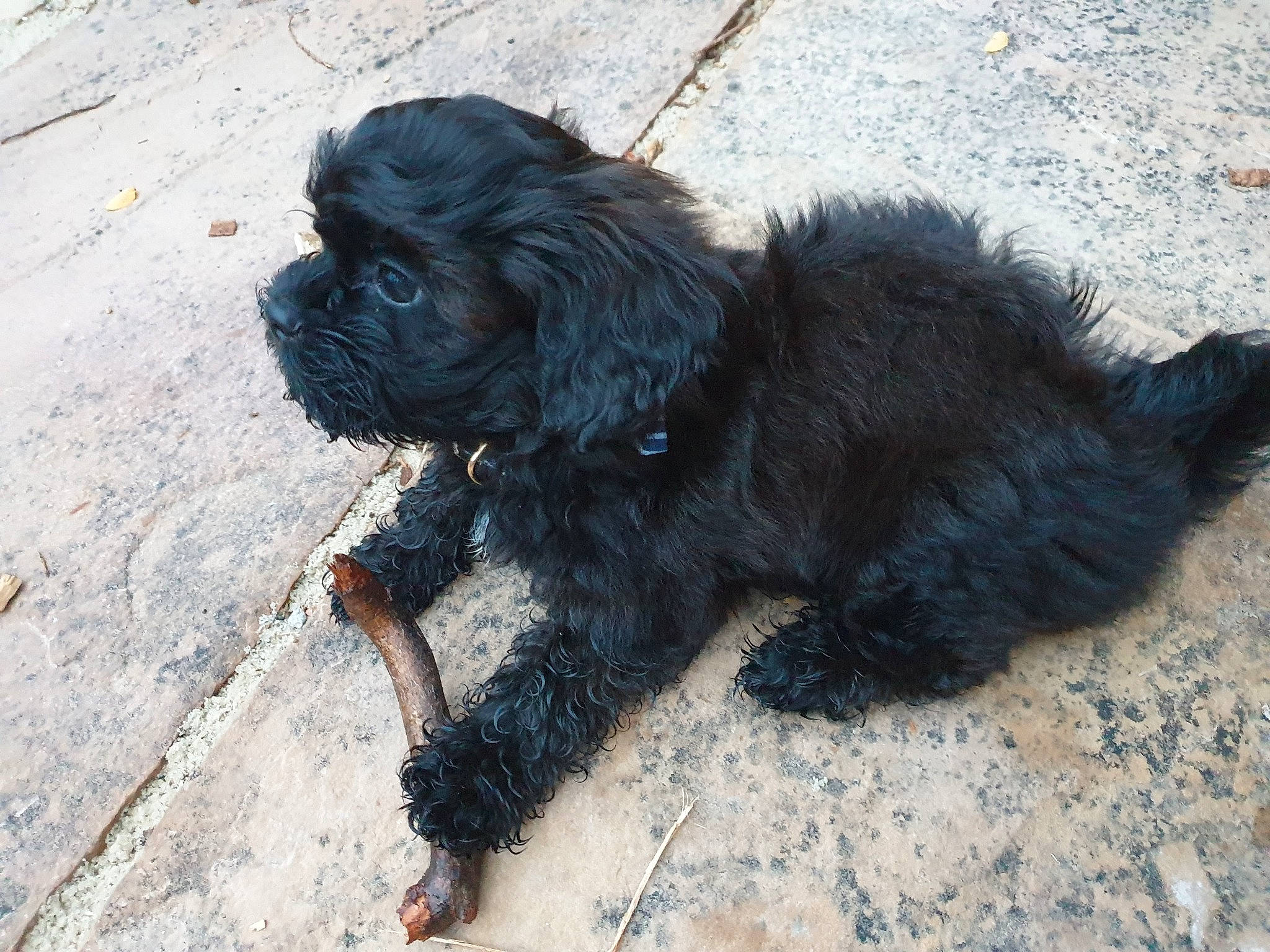 Button is registered to the contest to win money with this photo: affenpinscher, bolonka, canidae, cao_da_serra_de_aires, carnivore, cavapoo, companion_dog, dog, dog_breed, fawn, griffon_bruxellois, lhasa_apso, mammal, non_sporting_group, poodle_crossbreed, puppy, shih_poo, shih_tzu, sporting_group, vertebrate