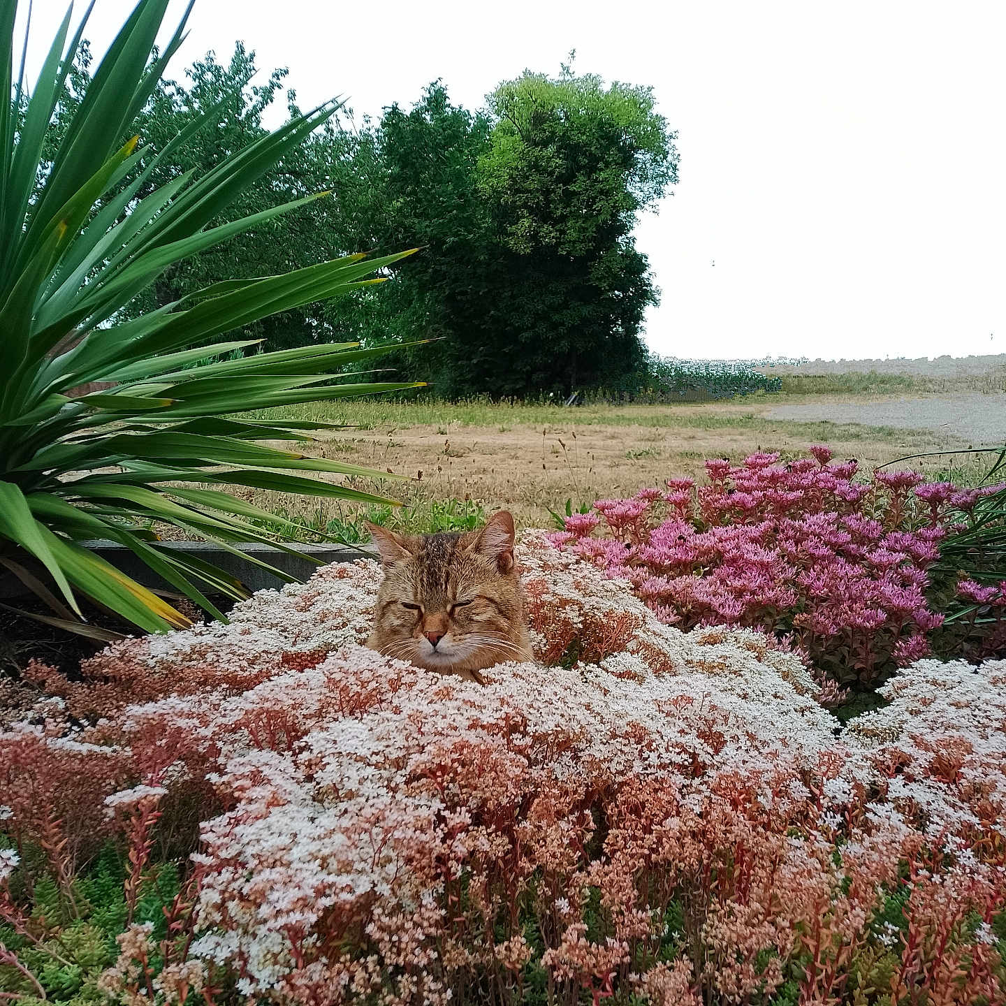 Shelby participe au concours pour gagner de l'argent avec cette photo : animal, brown_cat, bushes, cat, closeup, daytime, field, flora, flowers, garden, greenery, nature, outdoor, peaceful, pet, pink_flowers, plants, relaxing, sunlight, white_flowers