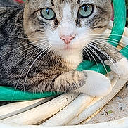 Snickers participe au concours pour gagner de l'argent avec cette photo : cat, tabby_cat, green_eyes, whiskers, outdoor, garden_hose, coiled_hose, animal, pet, close_up, fur, relaxed, looking_at_camera, nature, curious, ground, red_object, plant, daylight, domestic_cat