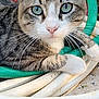 animal, cat, close_up, coiled_hose, curious, daylight, domestic_cat, fur, garden_hose, green_eyes, ground, looking_at_camera, nature, outdoor, pet, plant, red_object, relaxed, tabby_cat, whiskers