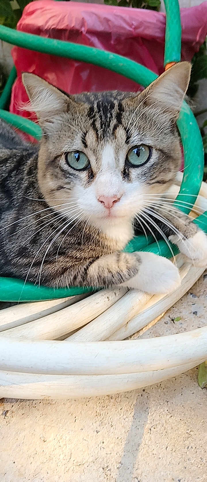 Snickers participe au concours pour gagner de l'argent avec cette photo : cat, tabby_cat, green_eyes, whiskers, outdoor, garden_hose, coiled_hose, animal, pet, close_up, fur, relaxed, looking_at_camera, nature, curious, ground, red_object, plant, daylight, domestic_cat
