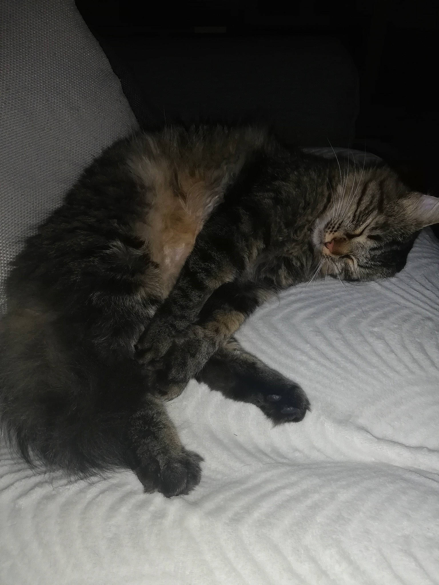 Etoile a rejoint le concours — aidez-le/la à gagner de superbes lots ! bed, carnivore, cat, claw, comfort, darkness, domestic_short_haired_cat, eye, felidae, fur, nap, paw, sleep, small_to_medium_sized_cats, snout, tail, terrestrial_animal, whiskers