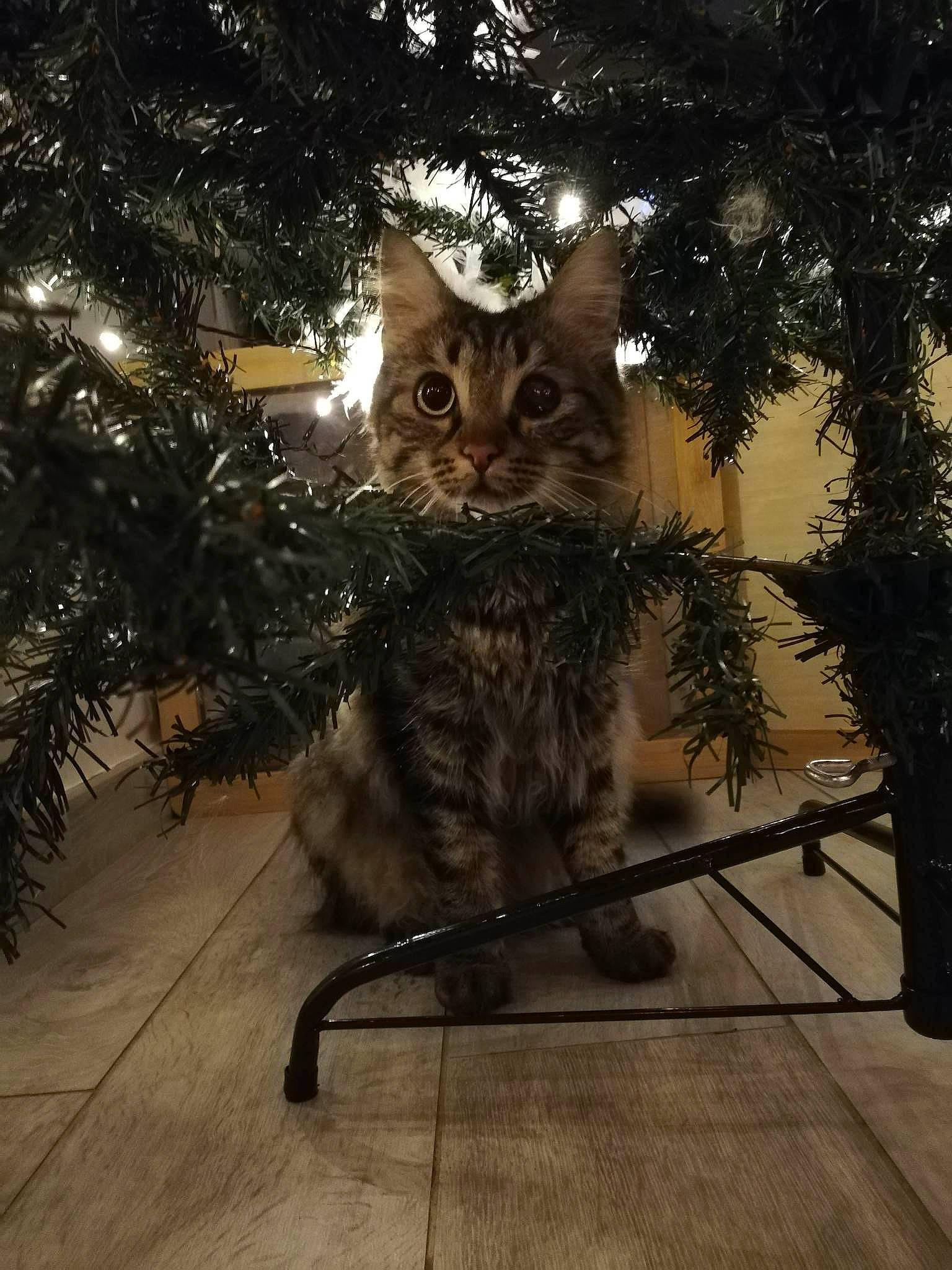 Etoile a rejoint le concours — aidez-le/la à gagner de superbes lots ! branch, carnivore, cat, christmas_decoration, christmas_ornament, christmas_tree, domestic_short_haired_cat, event, fawn, felidae, flooring, holiday, small_to_medium_sized_cats, snout, tail, terrestrial_animal, tree, twig, whiskers, wood