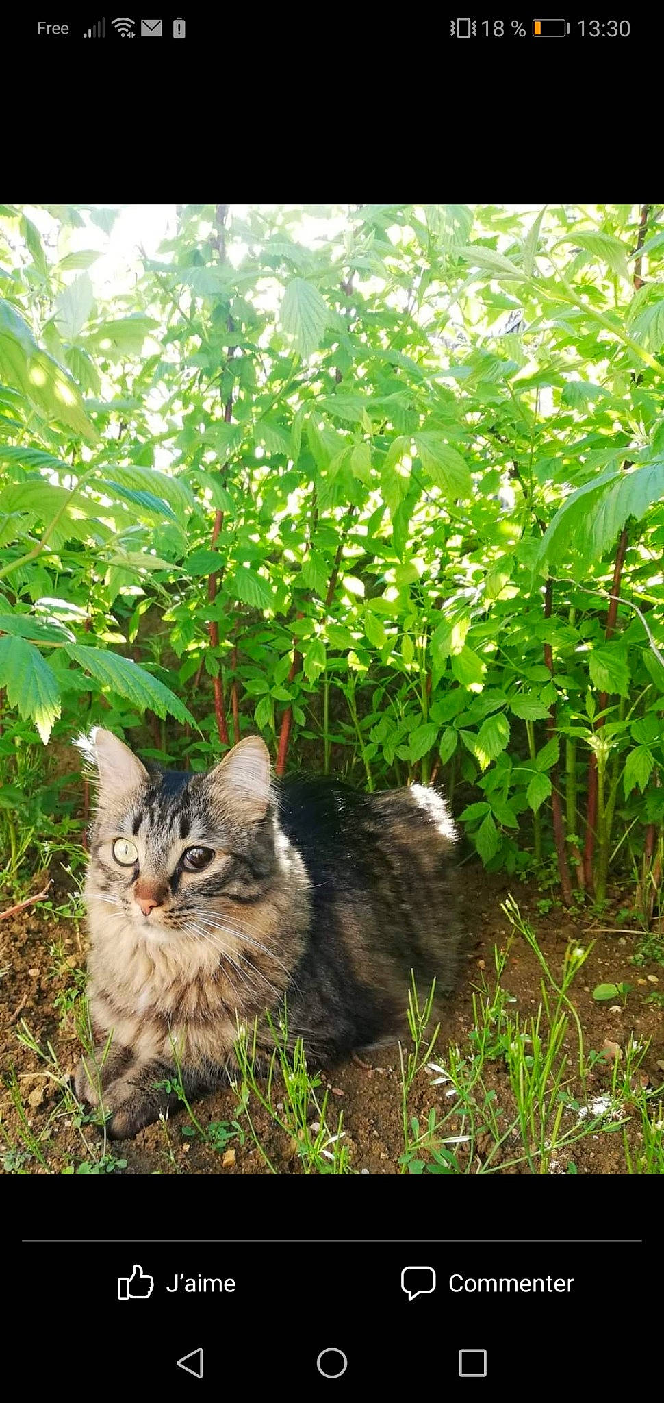 Etoile participe au concours pour gagner de l'argent avec cette photo : carnivore, cat, domestic_short_haired_cat, felidae, fur, garden, grass, groundcover, herb, herbaceous_plant, maine_coon, plant, shrub, small_to_medium_sized_cats, snout, soil, tail, terrestrial_animal, whiskers, wildlife