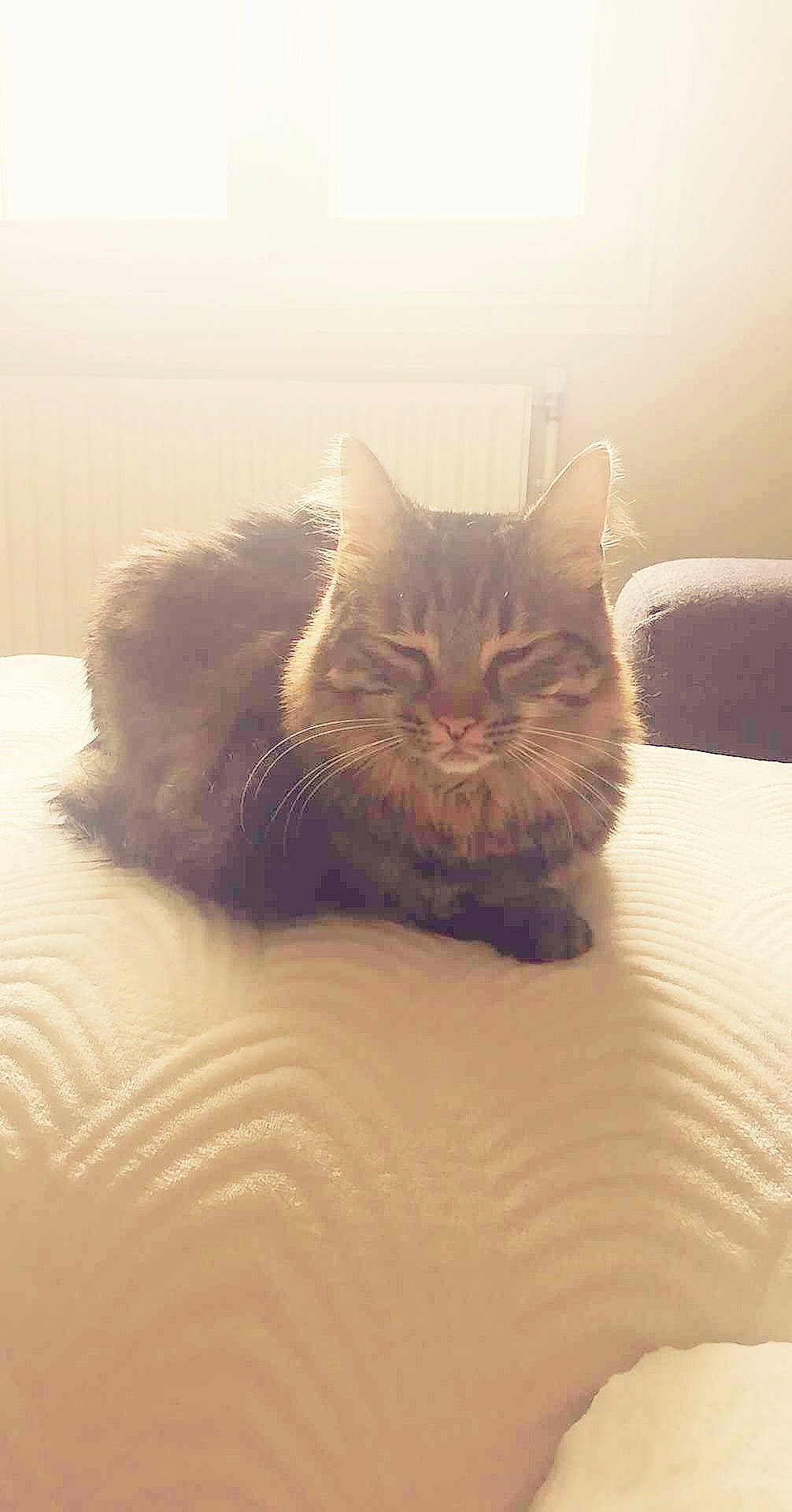 Etoile participe au concours pour gagner de l'argent avec cette photo : bed, carnivore, cat, comfort, domestic_short_haired_cat, fawn, felidae, floor, flooring, fur, grey, hardwood, paw, small_to_medium_sized_cats, snout, tail, terrestrial_animal, tree, whiskers, wood