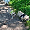 animal, canine, curious, daylight, dog, forest_path, greenery, harness, leaves, nature, outdoor, pets, pug, shadow, small_dog, sniffing, sunlight, trail, trees, walking