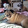 animal, bed, blanket, canine, companion, couch, cozy, cute, dog, domestic, furniture, home, indoor, living_room, pet, portrait, pug, relaxing, resting, three_dogs