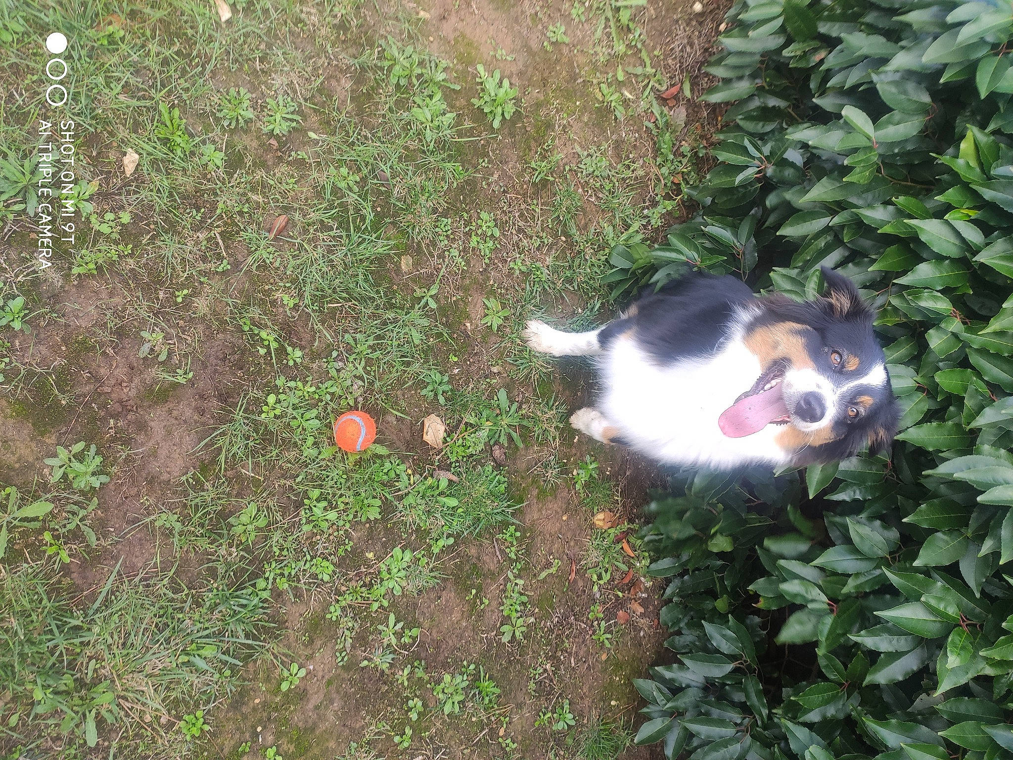 Ina a rejoint le concours — aidez-le/la à gagner de superbes lots ! canidae, carnivore, cat, companion_dog, dog_breed, fawn, felidae, garden, grass, groundcover, herb, plant, shrub, small_to_medium_sized_cats, soil, sporting_group, tail, terrestrial_animal, whiskers, yard