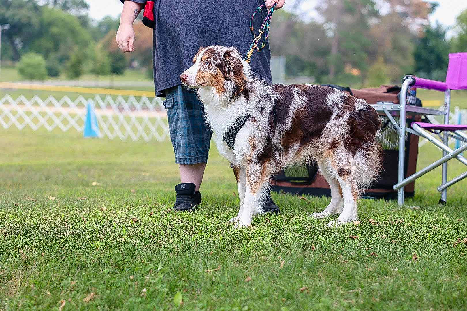 Pyro joined the competition — help win amazing prizes! animal_sports, canidae, carnivore, companion_dog, dog, dog_breed, dog_sports, fence, fur, grass, herding_dog, leash, mammal, plant, recreation, sky, sporting_group, tree, vertebrate, working_dog