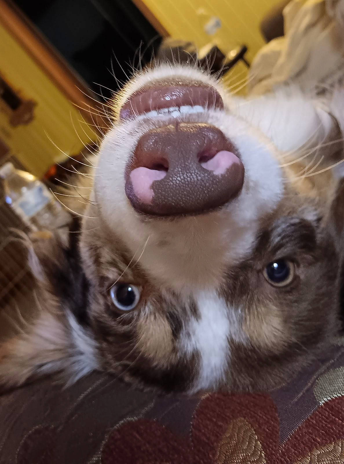 Pyro is registered to the contest to win money with this photo: carnivore, close_up, collar, companion_dog, dog, dog_breed, ear, eye, eyelash, fawn, felidae, head, human_body, mammal, sighthound, small_to_medium_sized_cats, snout, vertebrate, whiskers, working_animal