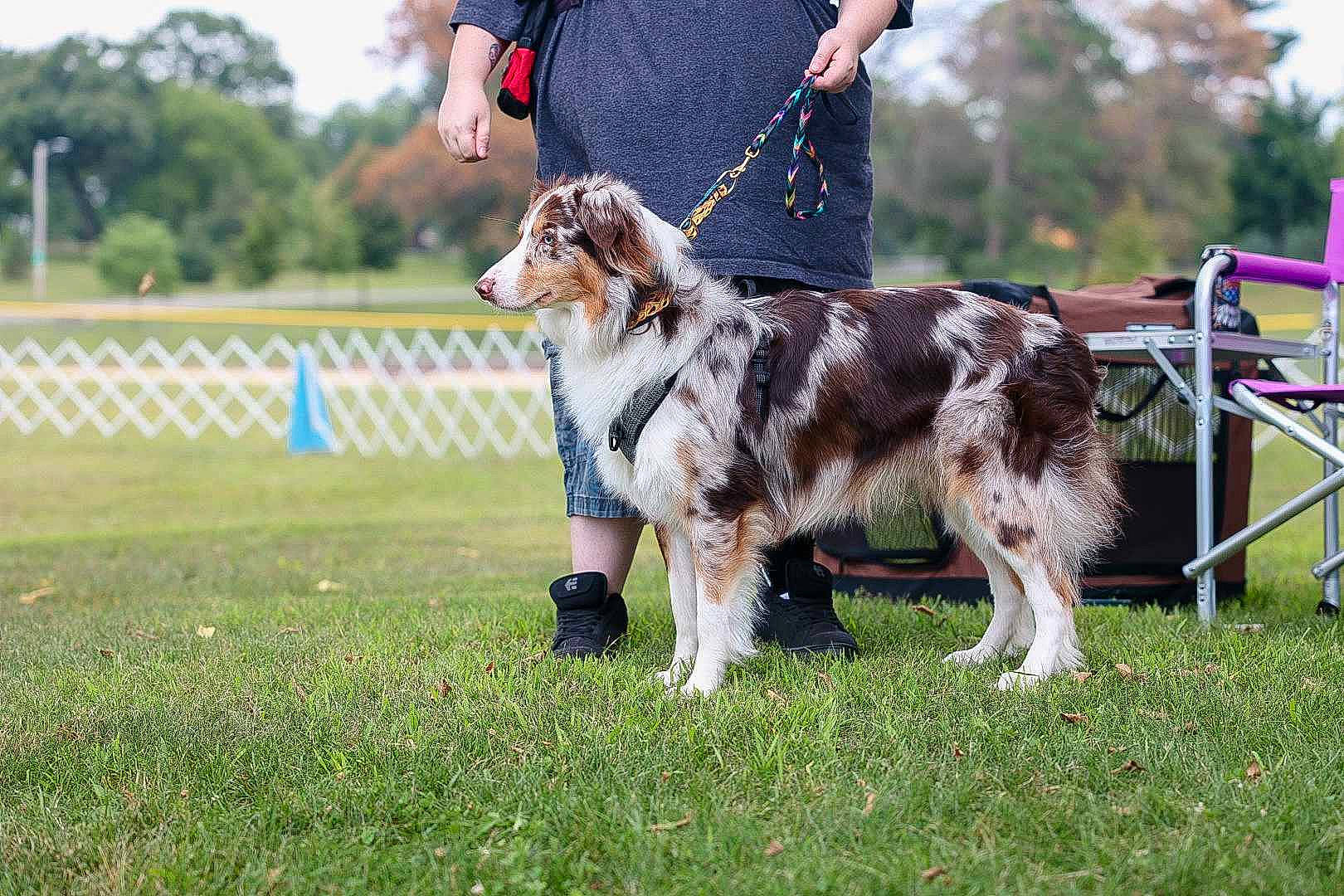 Pyro is registered to the contest to win money with this photo: animal_sports, carnivore, chair, collar, companion_dog, dog, dog_breed, dog_sports, fashion_accessory, fence, fur, grass, gun_dog, leash, plant, sky, sporting_group, tail, tree, working_dog