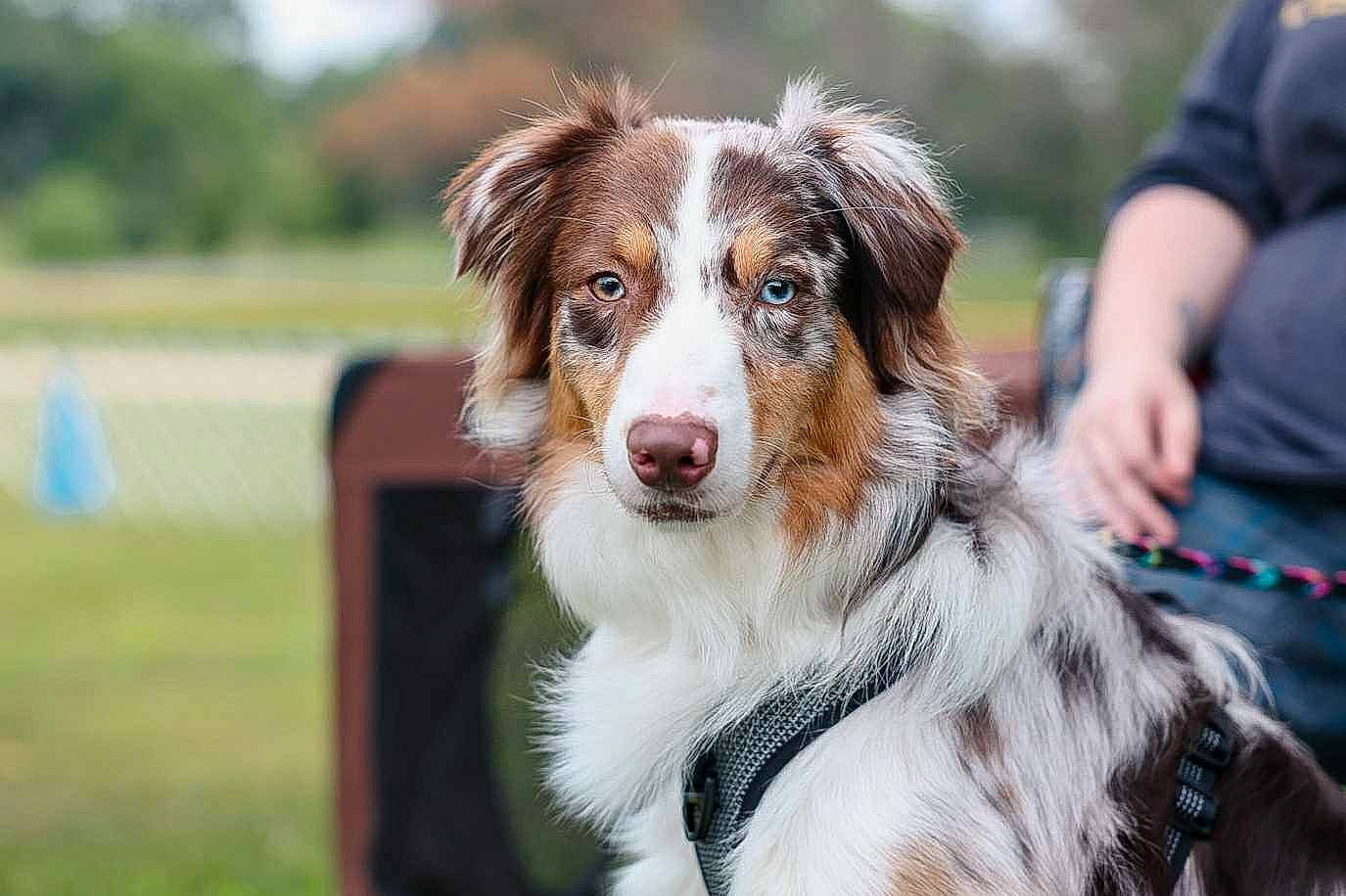 Pyro joined the competition — help win amazing prizes! australian_collie, australian_shepherd, border_collie, canidae, carnivore, companion_dog, dog, dog_breed, eye, fur, grass, herding_dog, miniature_australian_shepherd, plant, recreation, snout, sporting_group, t_shirt, tree, working_dog