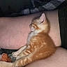 kitten, cat, orange_tabby, white_fur, sleeping, resting, pet, animal, domestic_cat, feline, curled_up, lap, human, cozy, indoors, blanket, soft_fur, relaxed, closeup, nap