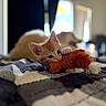 kitten, cat, orange_cat, second_cat, pet, animal, toy, feather_toy, playing, biting, lying_down, bed, blanket, indoors, home, bedroom, close_up, shallow_depth_of_field, soft_lighting, cute