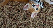 Symba joined the competition — help win amazing prizes! cat, kitten, orange_cat, white_cat, tabby, pet, animal, feline, blue_eyes, whiskers, ears, paws, lying_down, upside_down, carpet, indoor, home, cute, playful, portrait