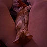 kitten, cat, orange_cat, white_fur, tabby, pet, animal, upside_down, lying_down, sleeping, relaxed, playful, cute, whiskers, ears, paws, belly, human_legs, blanket, plush_toy