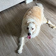 Cooper is registered to the contest to win money with this photo: dog, white_dog, fluffy, pet, happy, panting, tongue_out, lying_down, indoor, wood_floor, living_room, sofa, furry, animal, companion, portrait, overhead_view, sunlight, home, playful