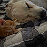 Cooper joined the competition — help win amazing prizes! dog, cat, sleeping, cuddling, pets, animal, orange_tabby, cream_dog, nap, cozy, blanket, bed, indoors, portrait, closeup, soft_lighting, peaceful, relaxed, companions, cute