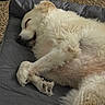 Cooper joined the competition — help win amazing prizes! dog, white_dog, sleeping, fluffy, fur, pet, animal, nap, lying_down, belly_up, paws, curled_paws, relaxed, cozy, dog_bed, cushion, carpet, indoor, home, cute