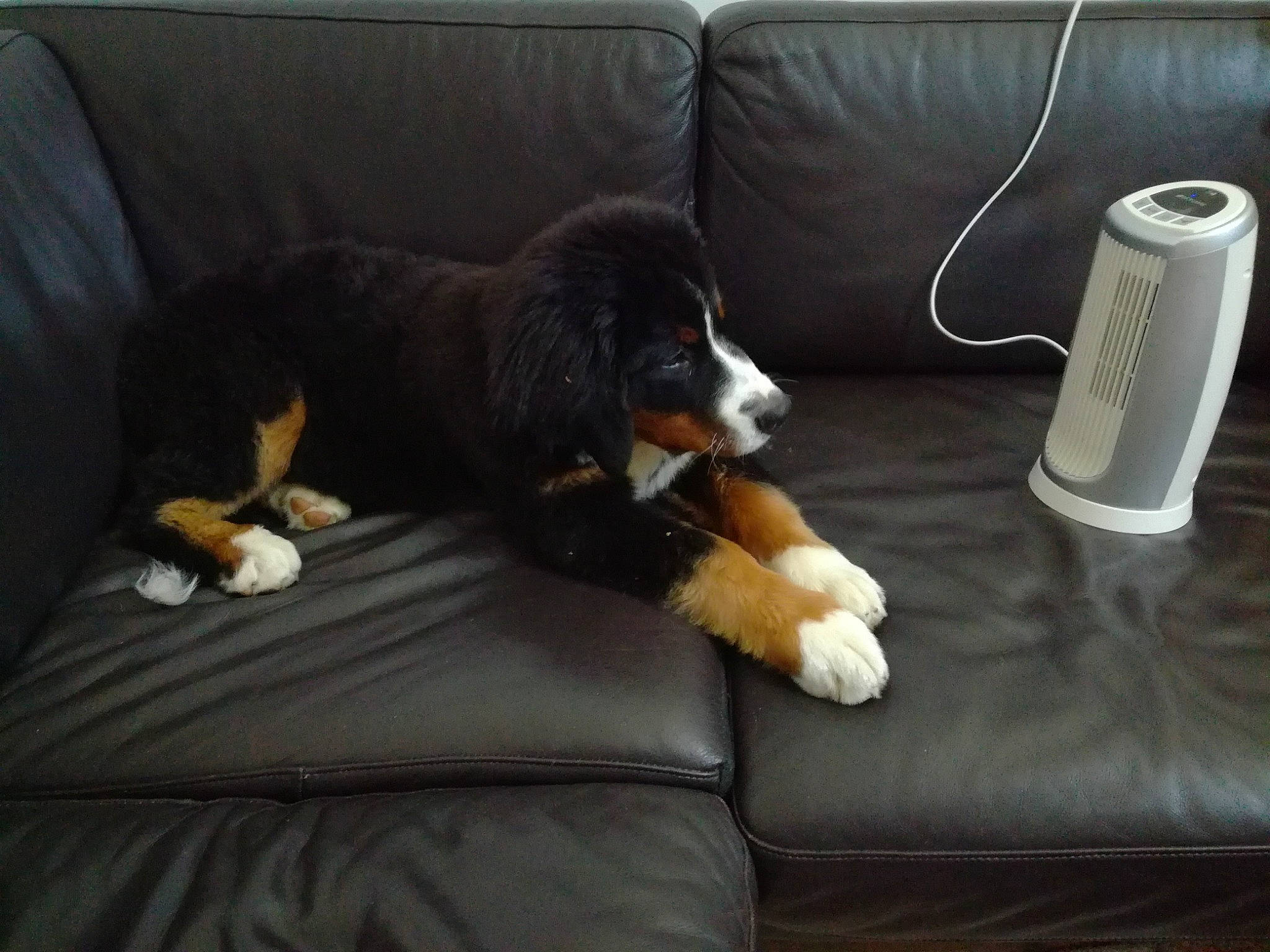 Pogo a rejoint le concours — aidez-le/la à gagner de superbes lots ! audio_equipment, carnivore, coffee_cup, comfort, companion_dog, couch, cup, dog, dog_breed, drinkware, felidae, flooring, furniture, hardwood, interior_design, living_room, room, studio_couch, tableware, tail