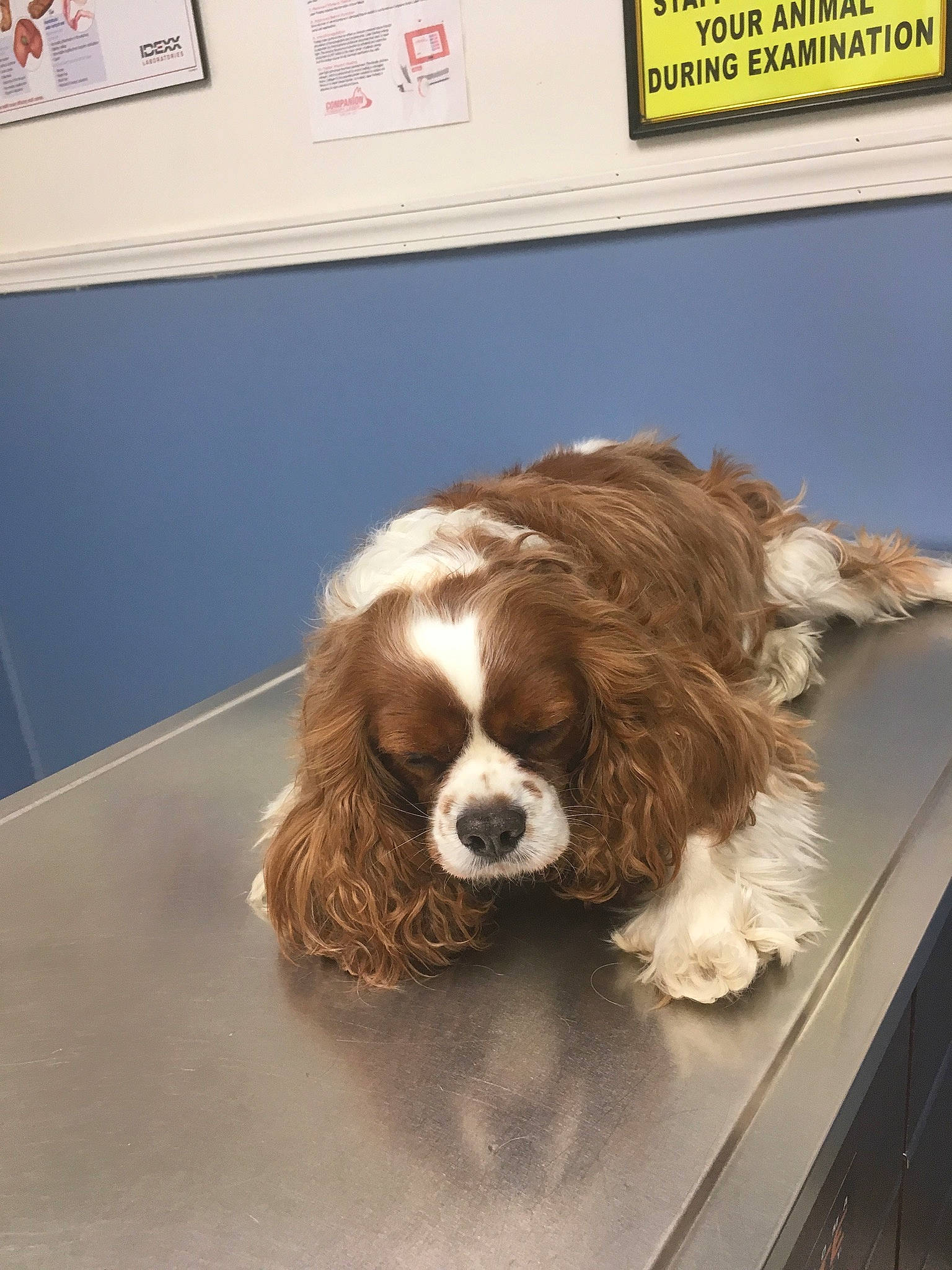 Perry is registered to the contest to win money with this photo: canidae, carnivore, cavalier_king_charles_spaniel, cocker_spaniel, companion_dog, dog, dog_breed, fur, gun_dog, king_charles_spaniel, liver, snout, spaniel, sporting_group, toy_dog, whiskers, working_animal