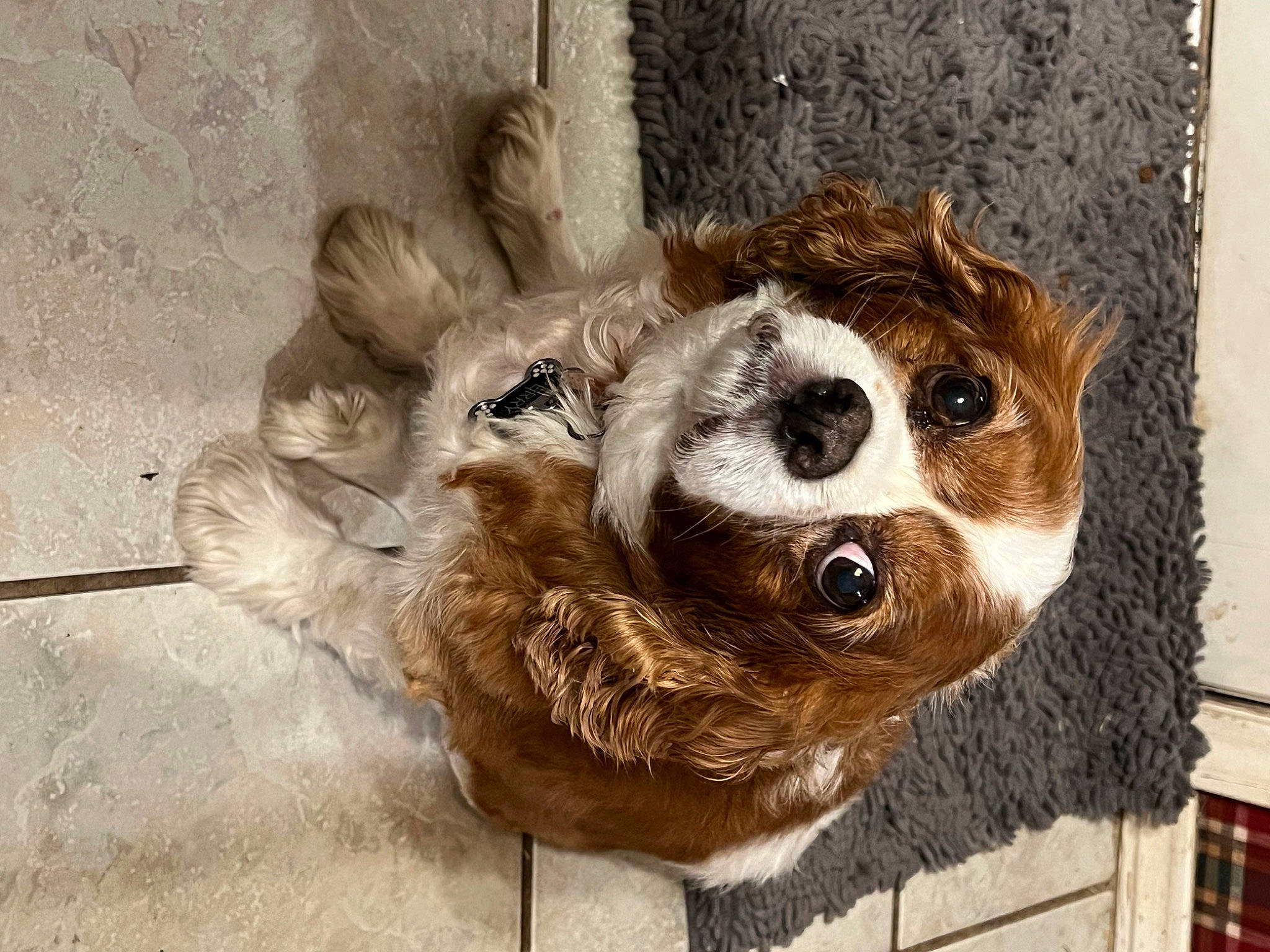 Perry is registered to the contest to win money with this photo: canidae, carnivore, dog_breed, door, fawn, fur, owl, plant, procyonidae, red_panda, rope_rhythmic_gymnastics, snout, stuffed_toy, terrestrial_animal, toy, tree, trunk, twig, whiskers, wood