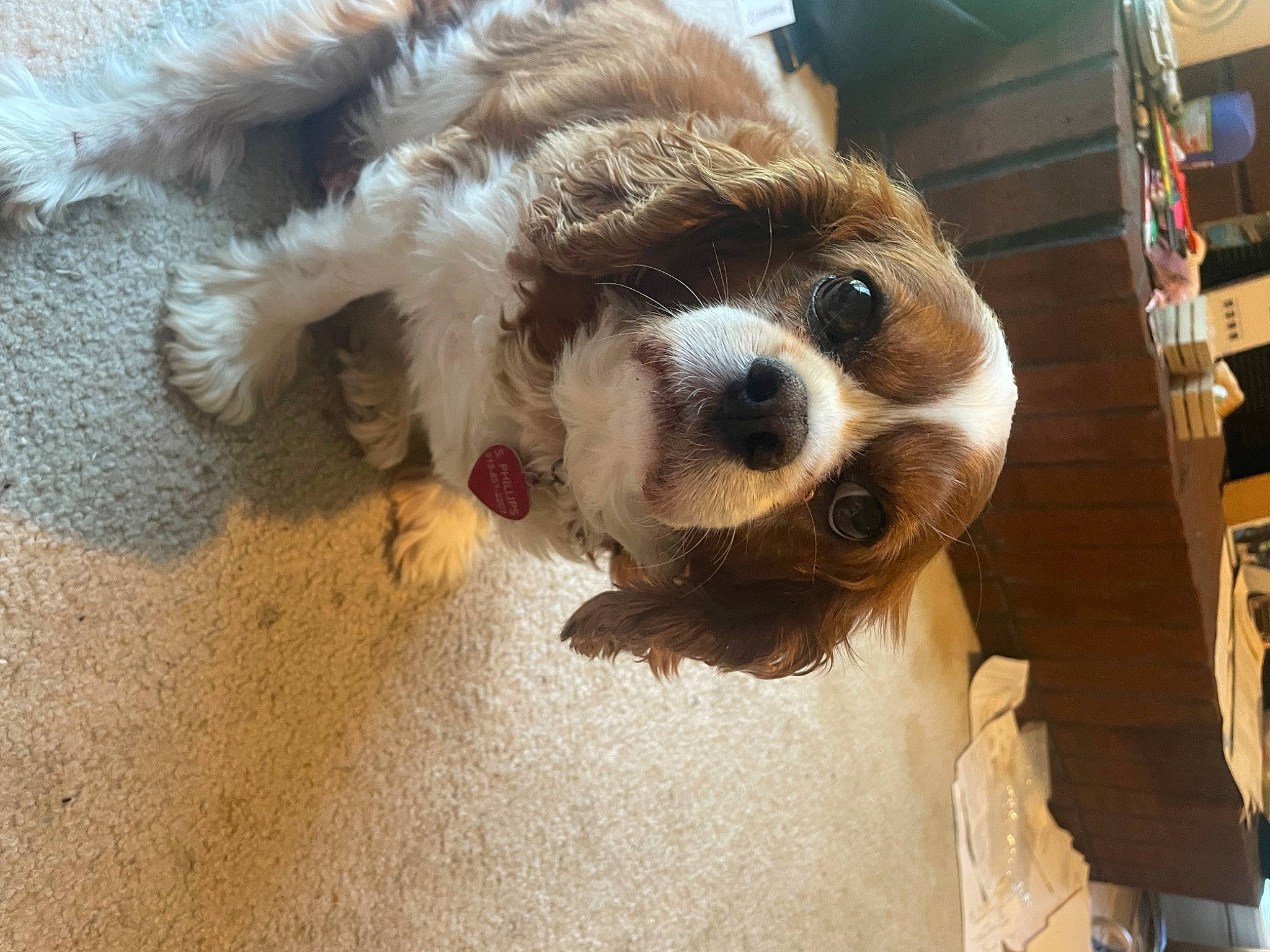 Perry is registered to the contest to win money with this photo: canidae, carnivore, companion_dog, dog, dog_breed, eyewear, fawn, fur, paw, pomeranian, puppy_love, red_panda, snout, spaniel, sporting_group, stuffed_toy, toy, toy_dog, whiskers, working_animal