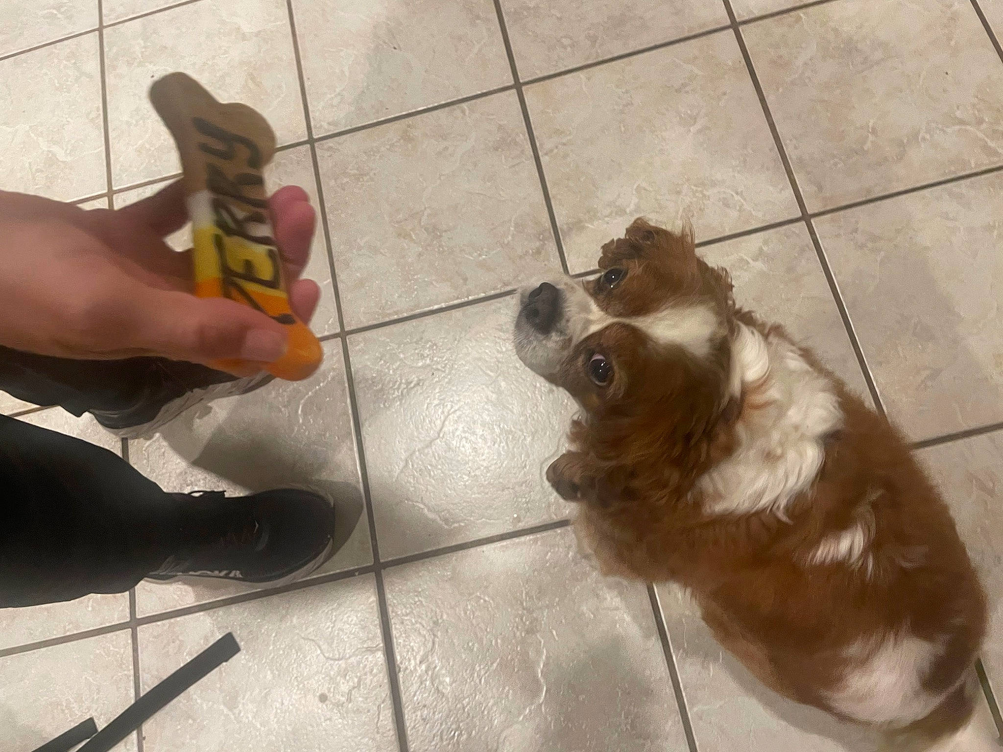 Perry joined the competition — help win amazing prizes! carnivore, companion_dog, dog, dog_breed, fawn, felidae, floor, flooring, foot, hardwood, human_leg, liver, road_surface, sidewalk, small_to_medium_sized_cats, tail, thigh, whiskers, wood, working_animal