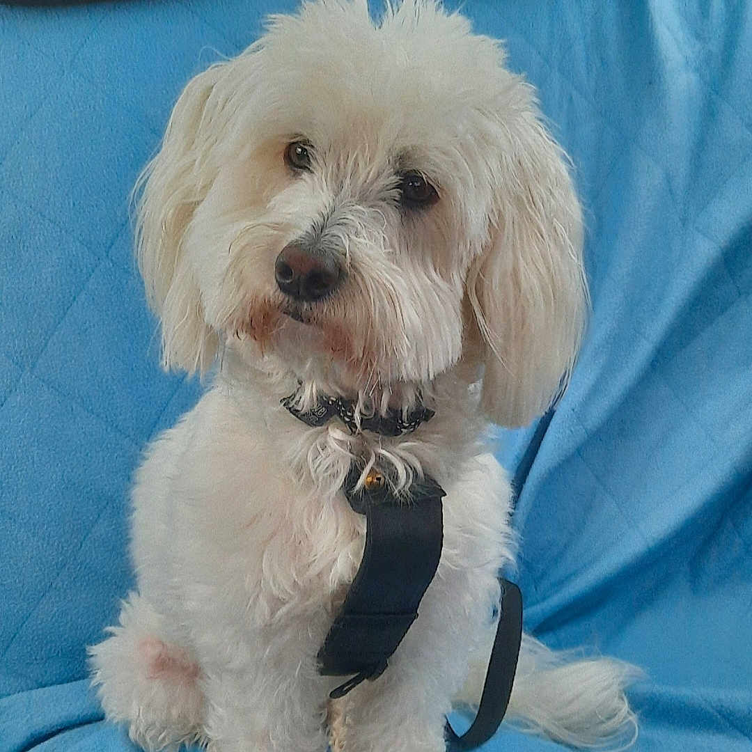 Snoopy