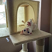 Ania De Taiga a rejoint le concours — aidez-le/la à gagner de superbes lots ! kitten, cat, cat_tree, indoor, pet, playful, white_cat, paw, window, light, furniture, cozy, upside_down, cute, animal, young_cat, room, soft_light, texture, home