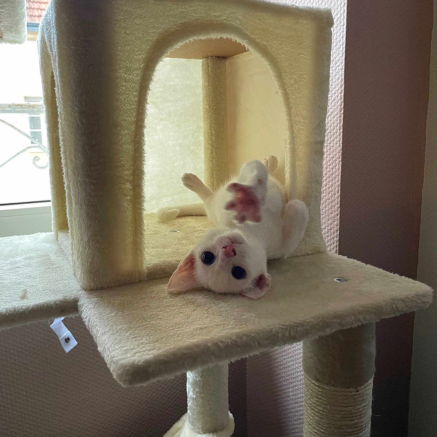 Ania De Taiga a rejoint le concours — aidez-le/la à gagner de superbes lots ! animal, cat, cat_tree, cozy, cute, furniture, home, indoor, kitten, light, paw, pet, playful, room, soft_light, texture, upside_down, white_cat, window, young_cat