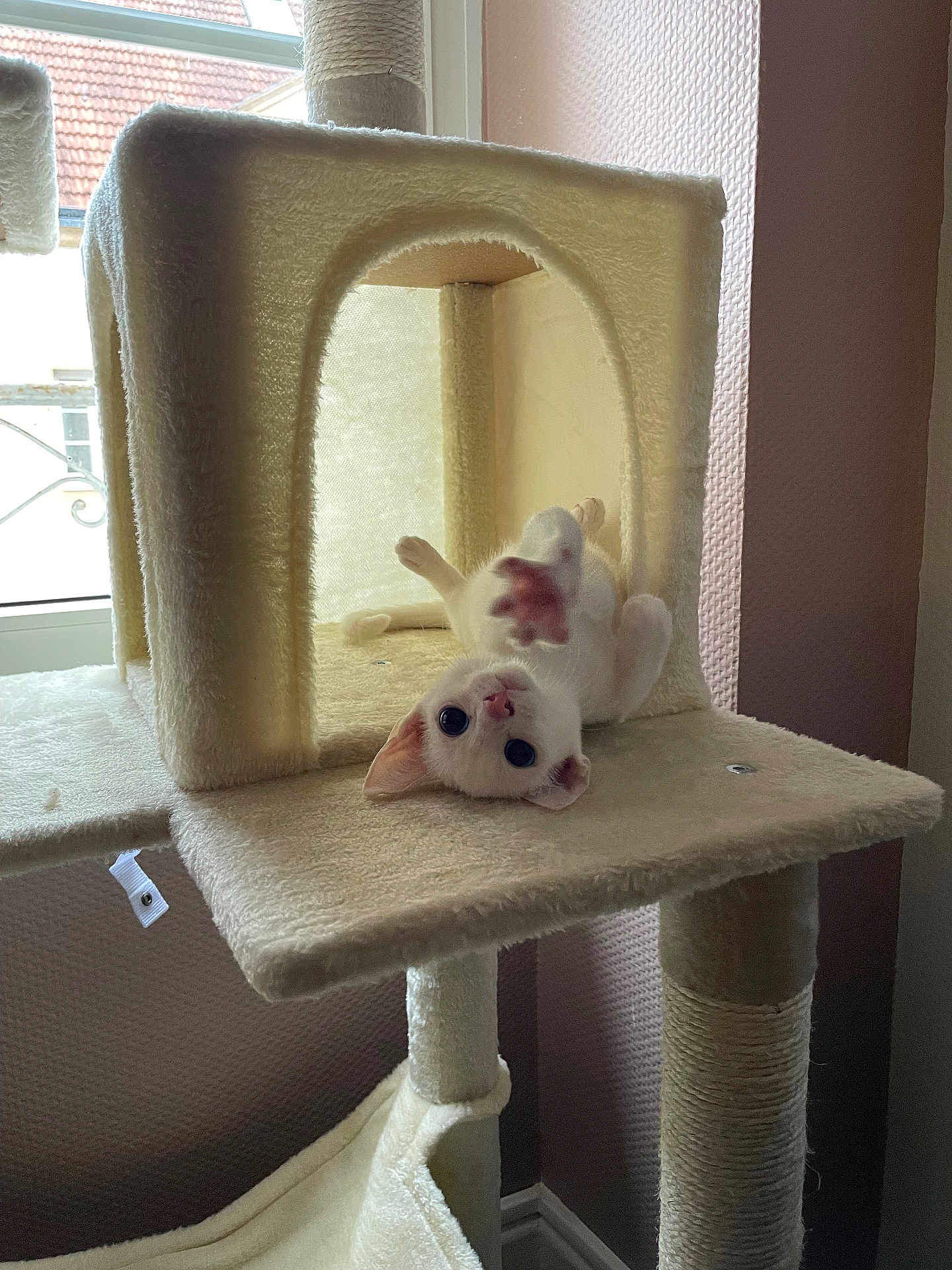 Ania De Taiga a rejoint le concours — aidez-le/la à gagner de superbes lots ! kitten, cat, cat_tree, indoor, pet, playful, white_cat, paw, window, light, furniture, cozy, upside_down, cute, animal, young_cat, room, soft_light, texture, home