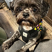 Moggey is registered to the contest to win money with this photo: dog, pet, small_dog, bandana, black_fur, indoor, wooden_floor, knees, close_up, looking_up, cute, fur, collar, animal, companion, domestic_animal, paws, expression, canine, friendly